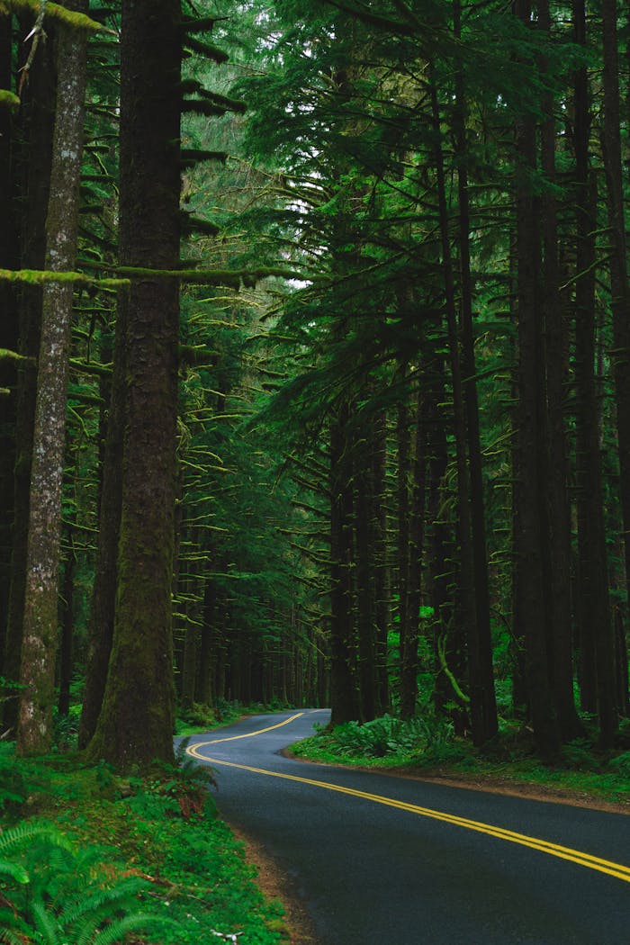 A road through a forest with trees on both sides