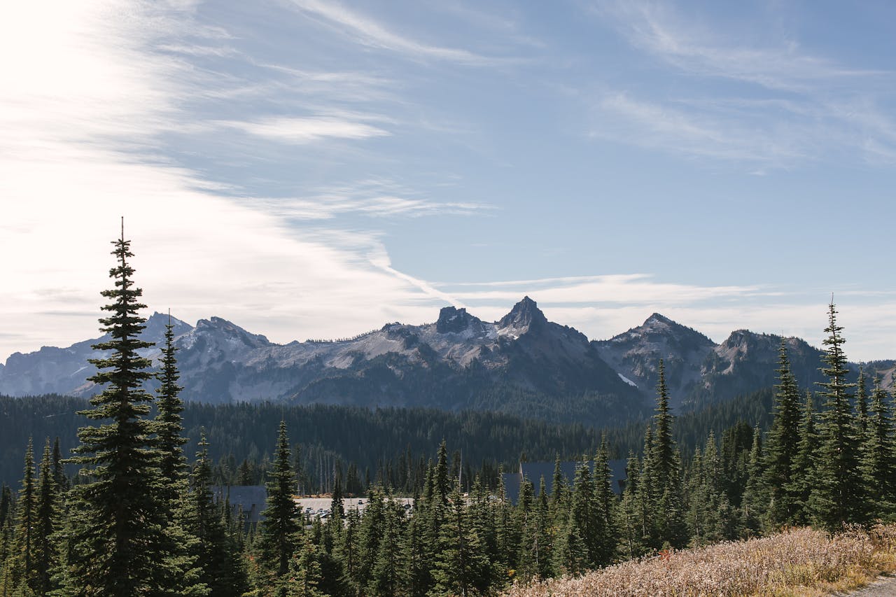 Green Pine Trees Across Mountains